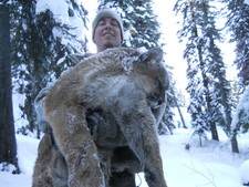 Mountain lion hunting in Montana